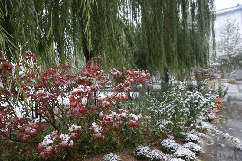 2015年的第一场雪